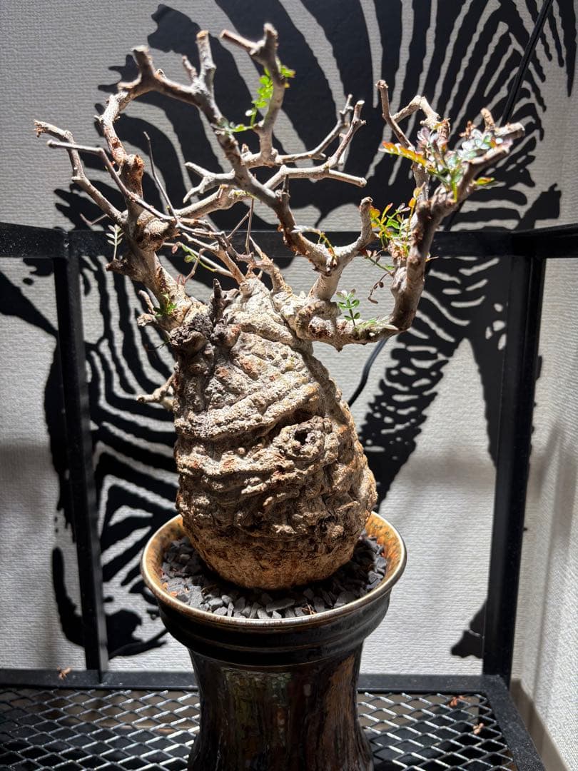 オペルクリカリア　パキプス　発根済み　鉢付き発送