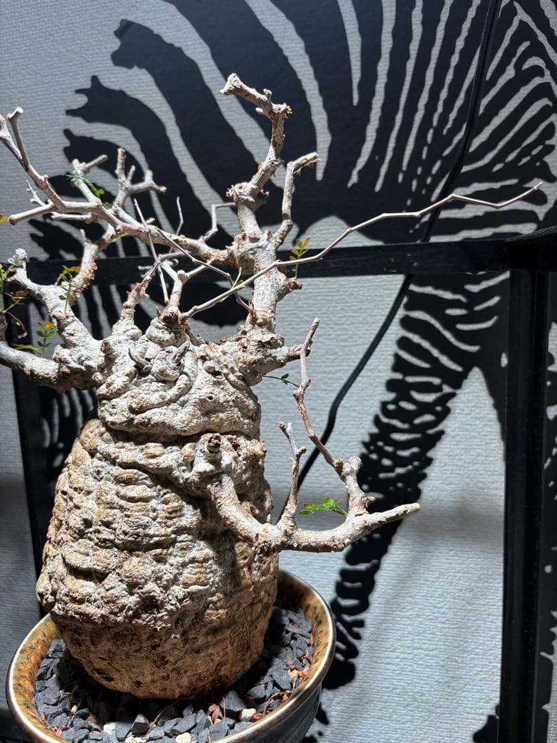 オペルクリカリア　パキプス　発根済み　鉢付き発送