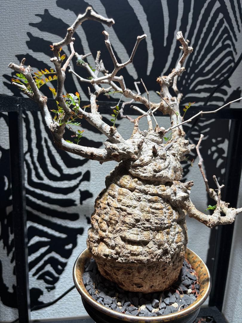 オペルクリカリア　パキプス　発根済み　鉢付き発送