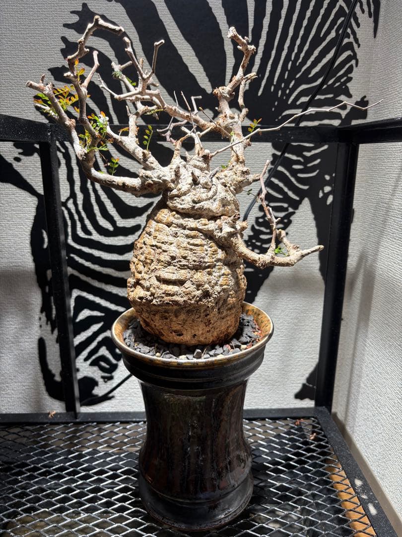 オペルクリカリア　パキプス　発根済み　鉢付き発送