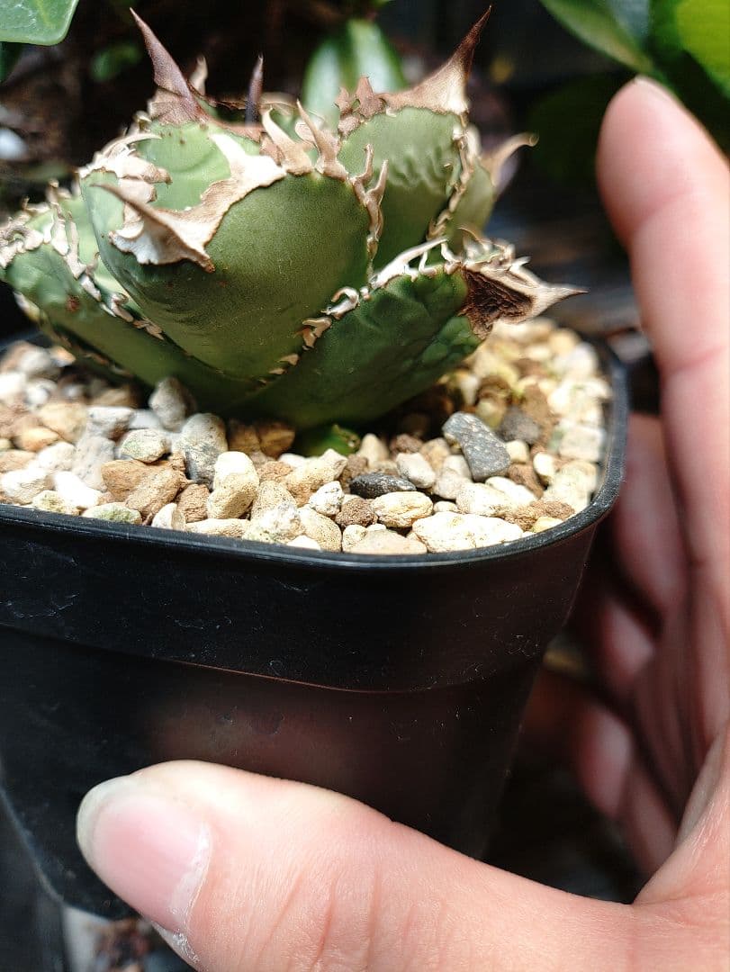 アガベ クラウン 子株2個付き メルカリ便 - メルカリ