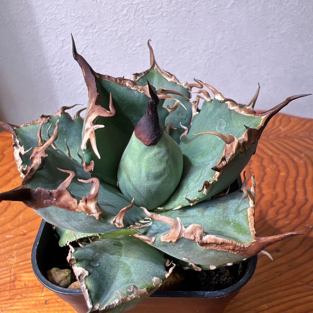 アガベ 海星 ①