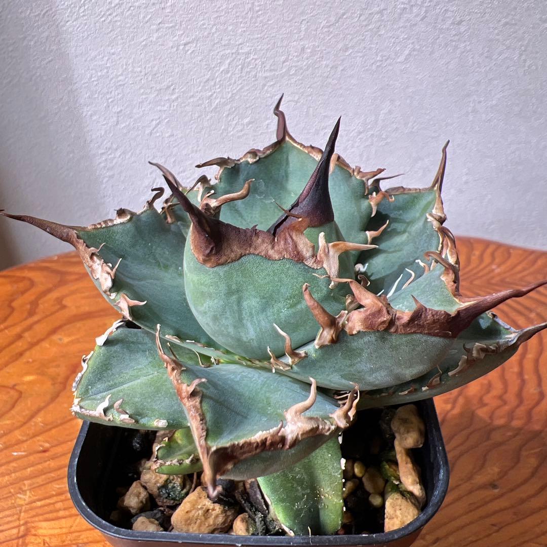 アガベ 海星 ①