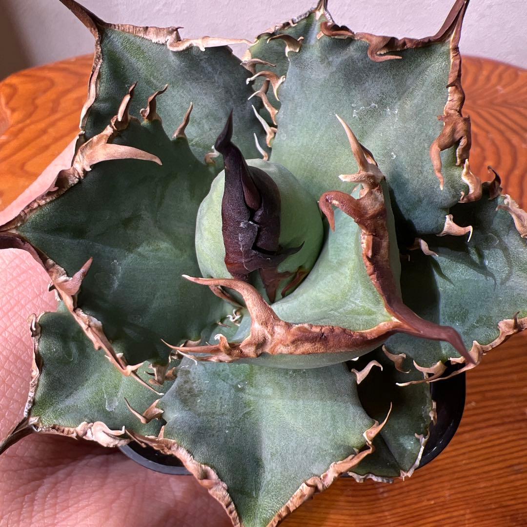 アガベ 海星 ①