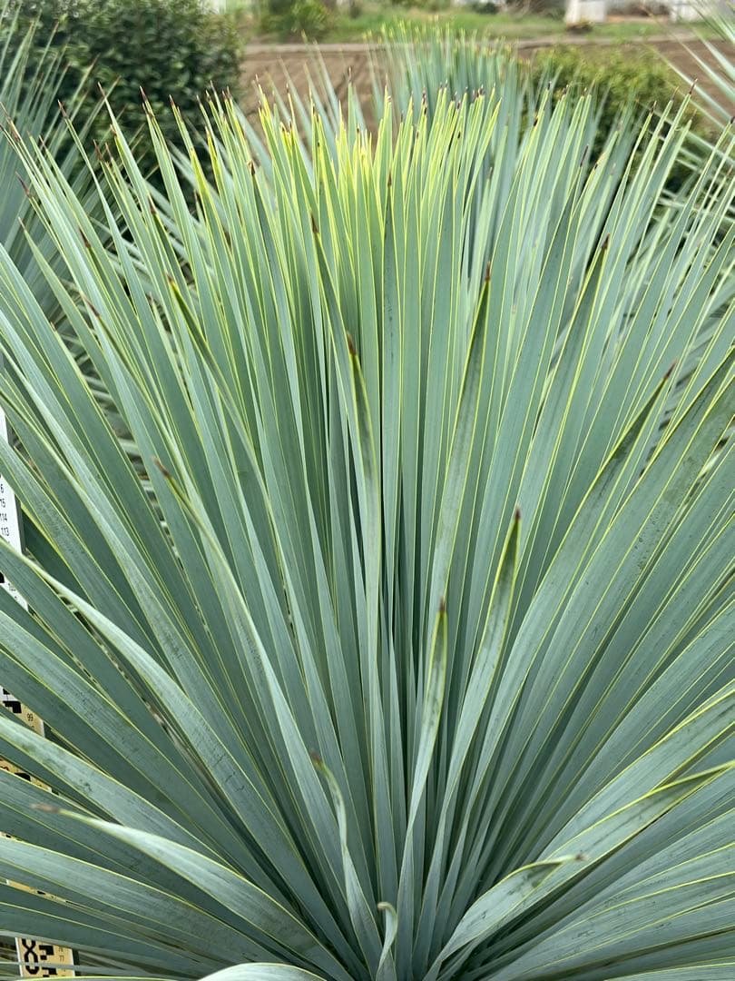 ユッカロストラータ♪ 国内実生株株　引取り限定