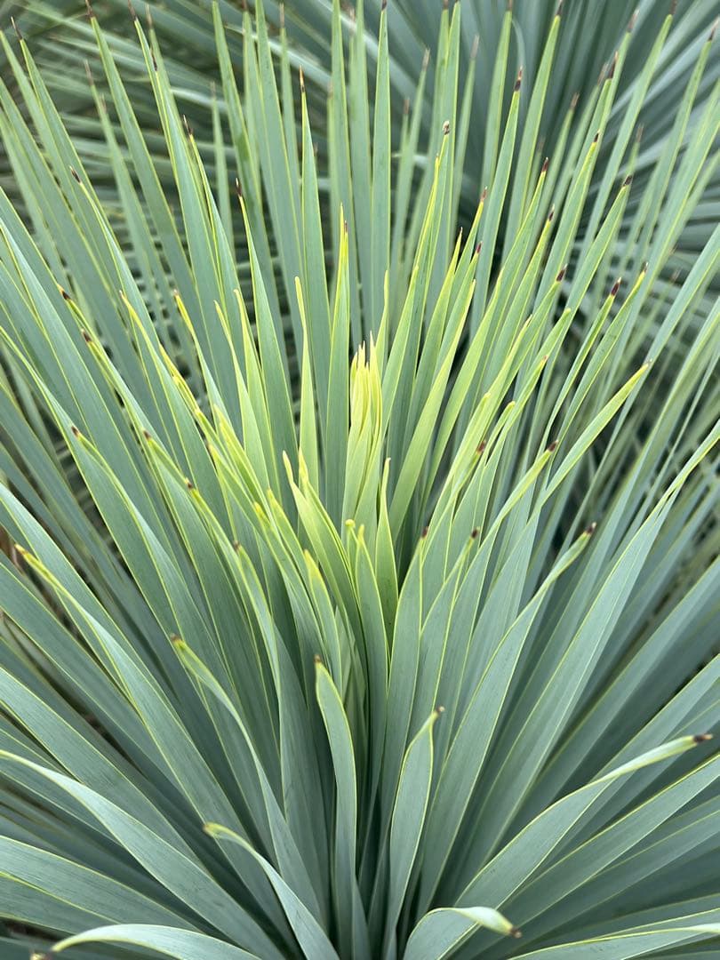 ユッカロストラータ♪ 国内実生株株　引取り限定