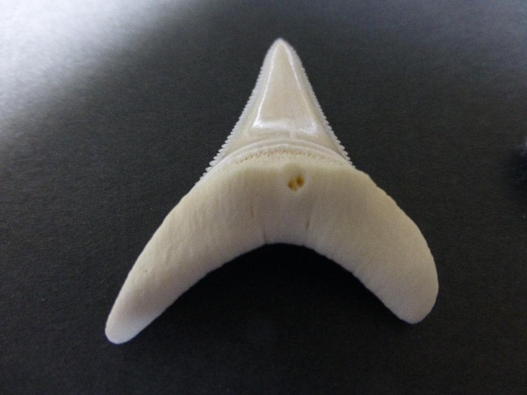 ホホジロザメ（Carcharodon carcharias）の歯 53.4mm
