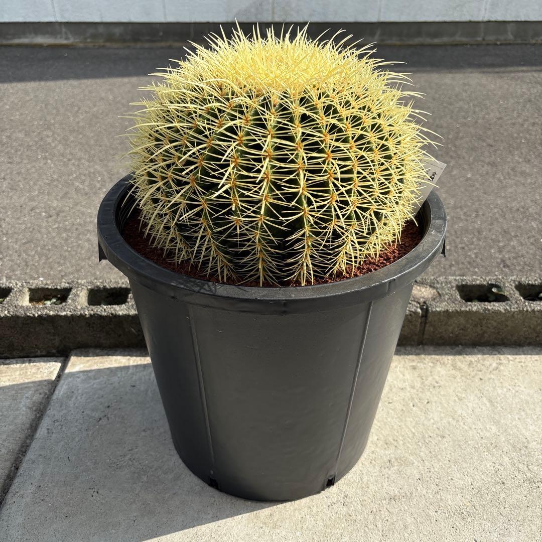 厳選　特特大　金鯱サボテン　キンシャチ　12号サイズ