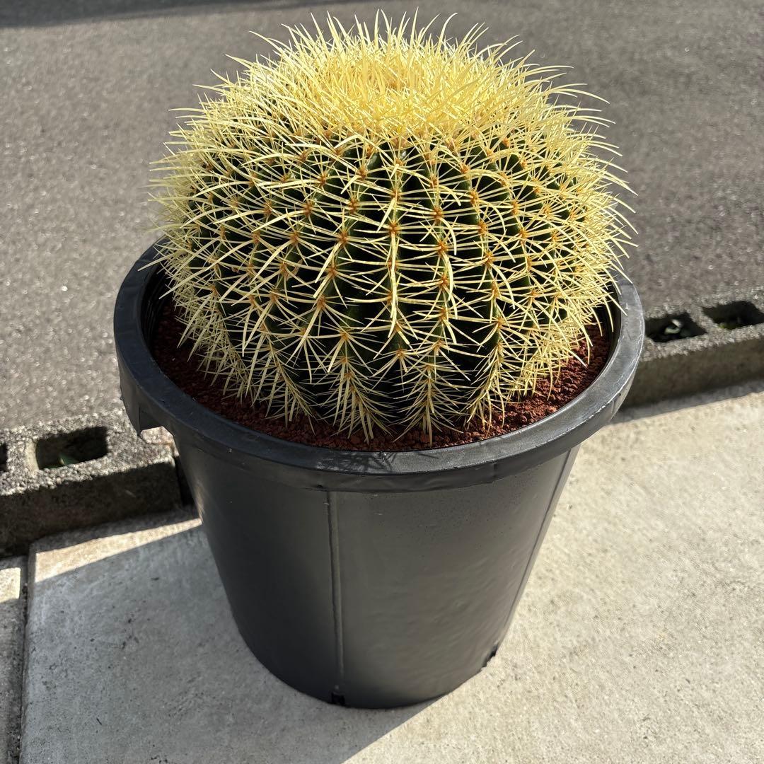 厳選　特特大　金鯱サボテン　キンシャチ　12号サイズ