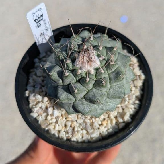 菊水(大型タイプ)実生 鉢植えメルカリ便発送( •ω- )☆