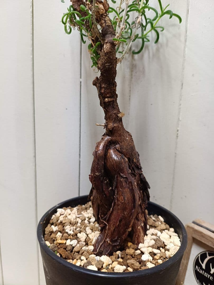 L073 超希少種発根済み メストクレマ ツベローサム 養生株