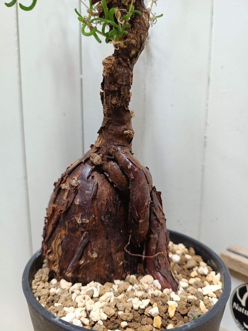 L073 超希少種発根済み メストクレマ ツベローサム 養生株