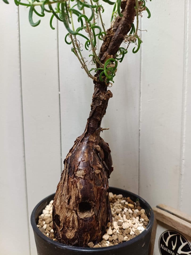 L073 超希少種発根済み メストクレマ ツベローサム 養生株