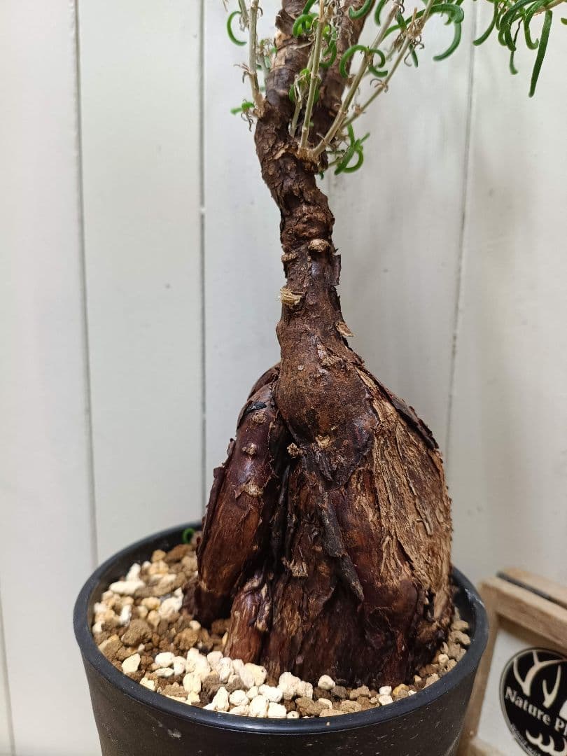 L073 超希少種発根済み メストクレマ ツベローサム 養生株