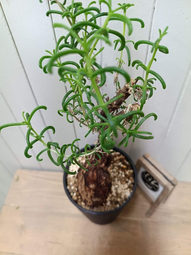 L073 超希少種発根済み メストクレマ ツベローサム 養生株