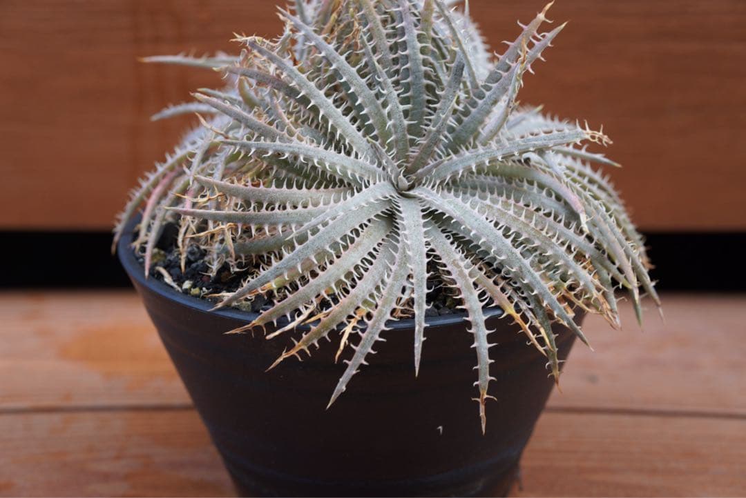【最終値下げ】Dyckia delicata (rubra form)
