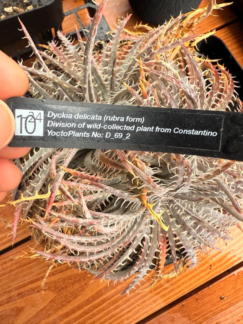 【最終値下げ】Dyckia delicata (rubra form)