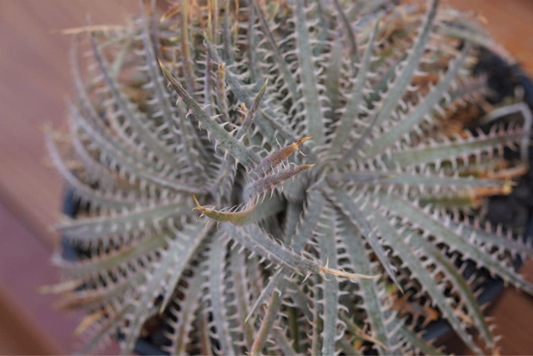 【最終値下げ】Dyckia delicata (rubra form)