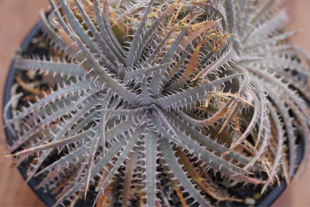 【最終値下げ】Dyckia delicata (rubra form)