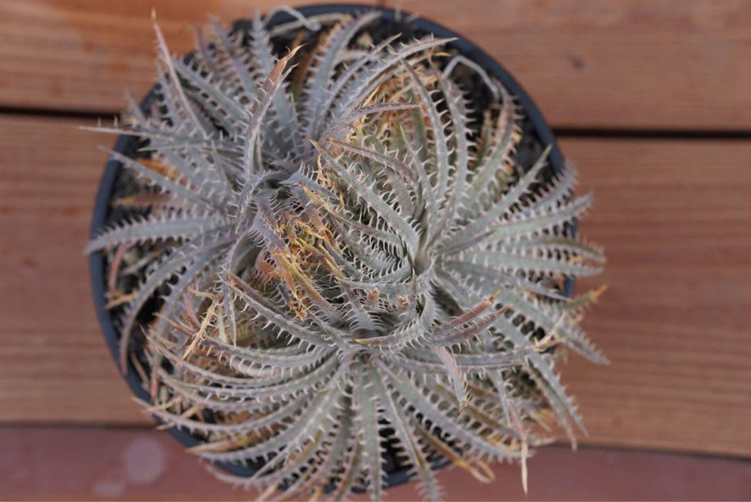 【最終値下げ】Dyckia delicata (rubra form)