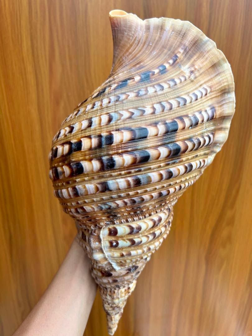 特大　法螺貝　39.５ cm