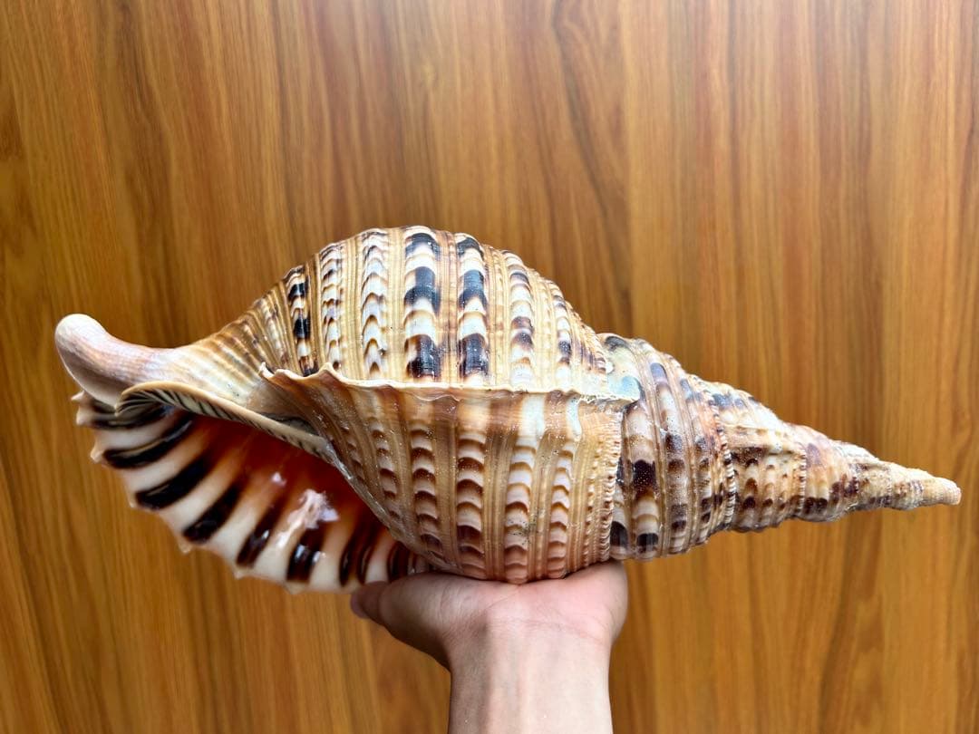 特大　法螺貝　39.５ cm
