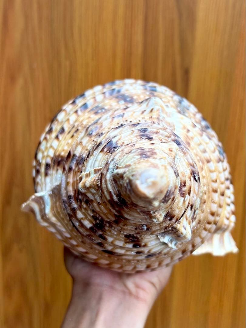 特大　法螺貝　39.５ cm