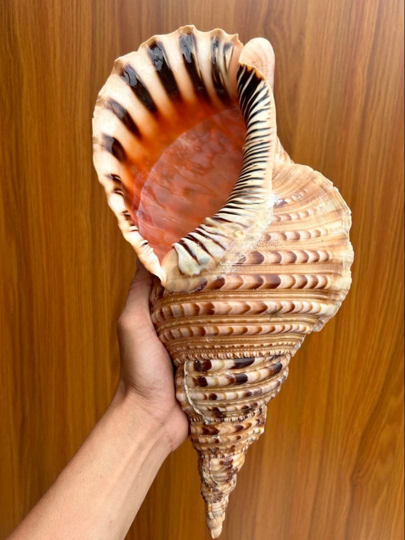 特大　法螺貝　39.５ cm