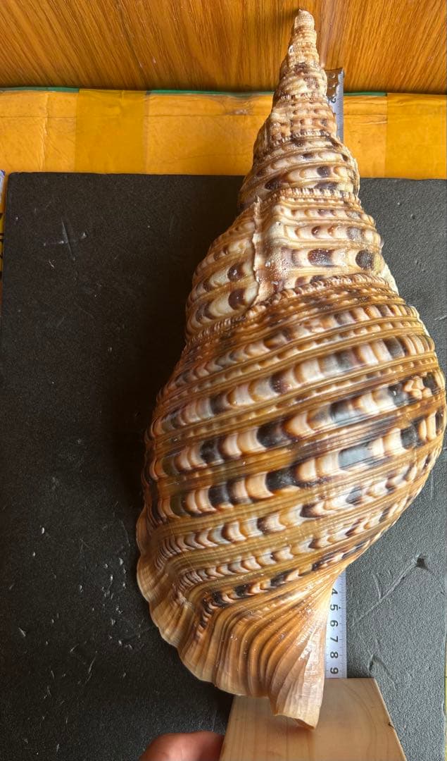 特大　法螺貝　39.５ cm