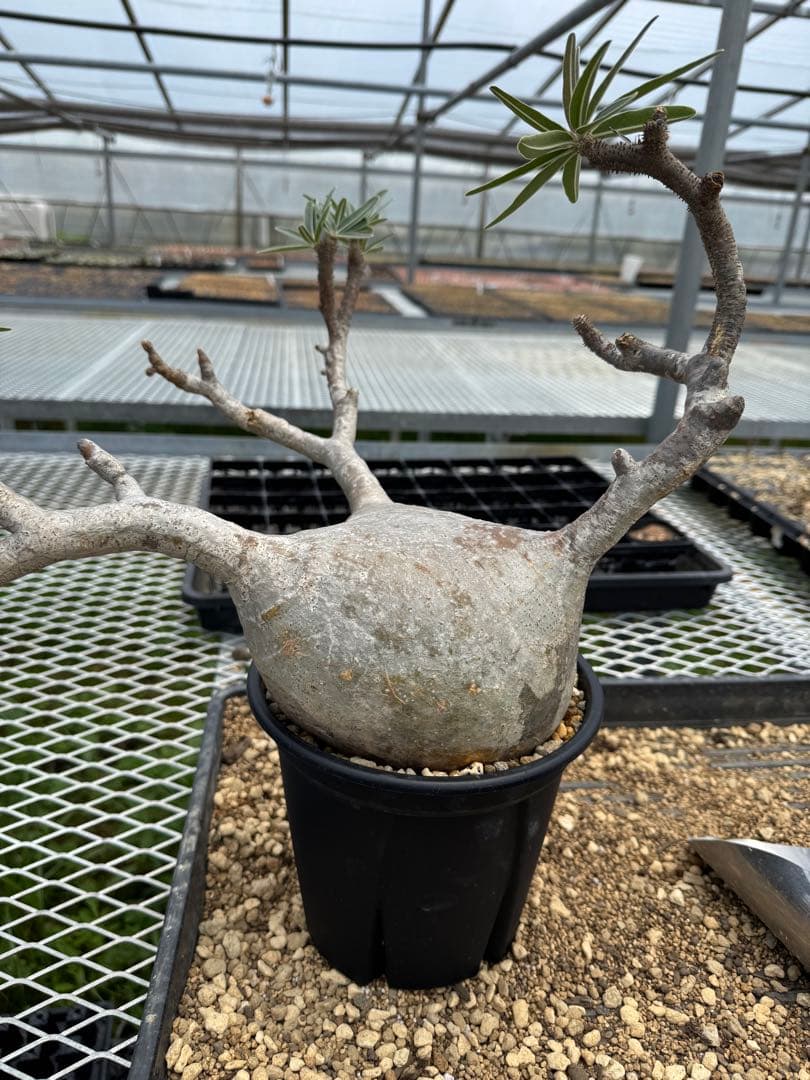 パキボディウムグラキリス現地球