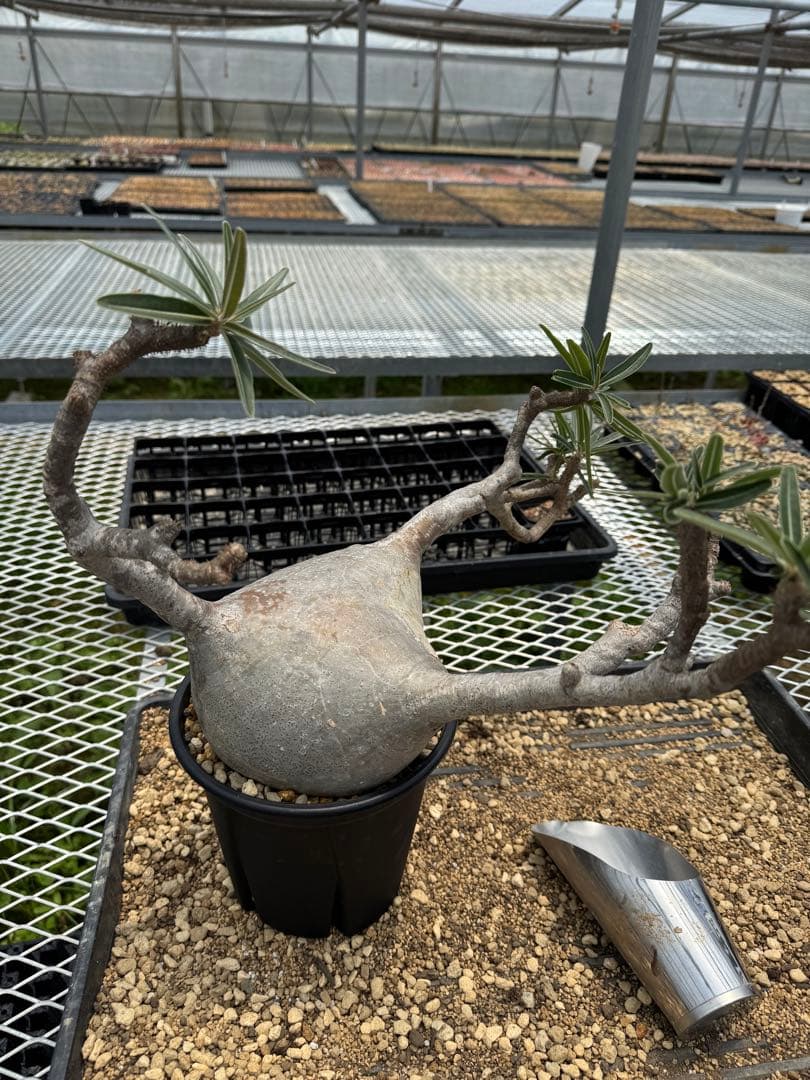 パキボディウムグラキリス現地球