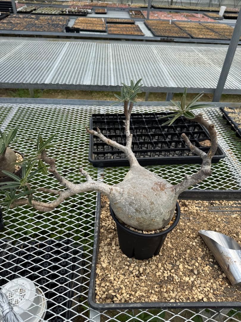 パキボディウムグラキリス現地球