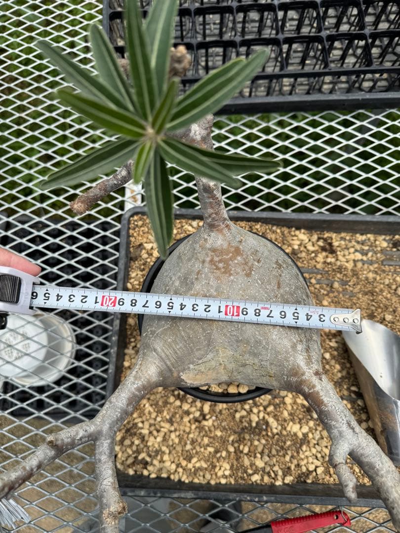 パキボディウムグラキリス現地球