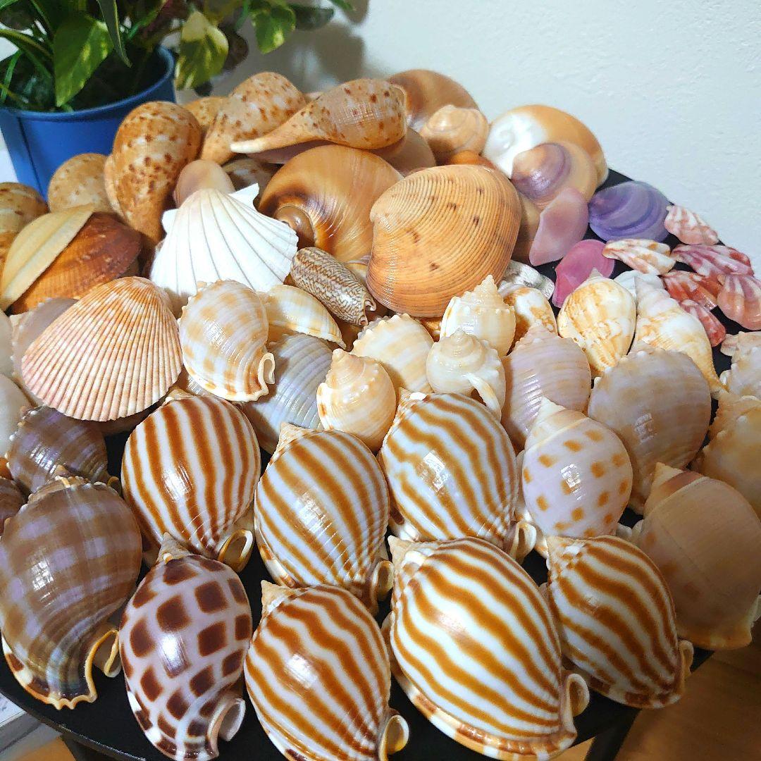 美品厳選‼️貝殻まとめ売り 20種類以上 サイズ大小さまざま 合計83個