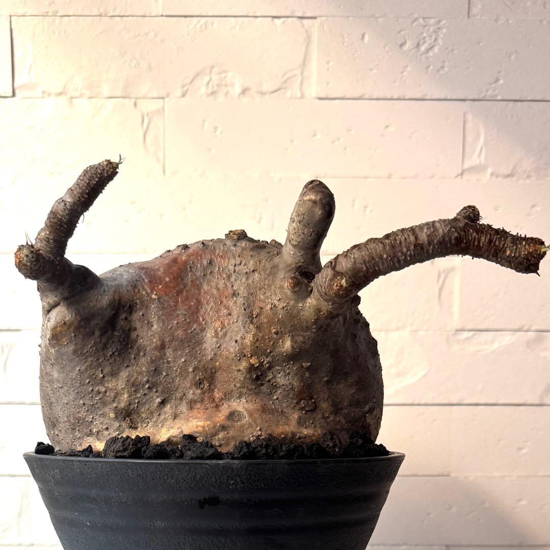 【紋次郎】PG40 パキポディウム グラキリス 発根済 現地株