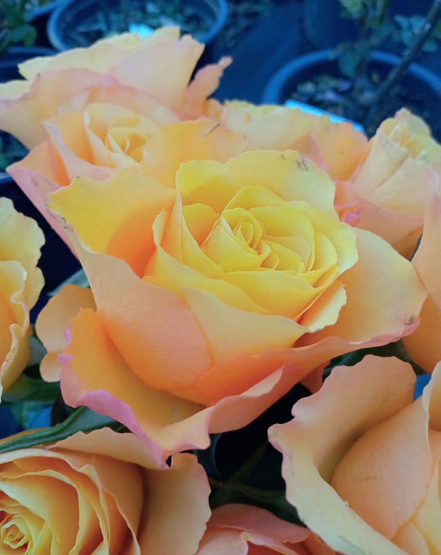 バラ苗(入手困難切り花種) 激レア種 サービス品 - メルカリ