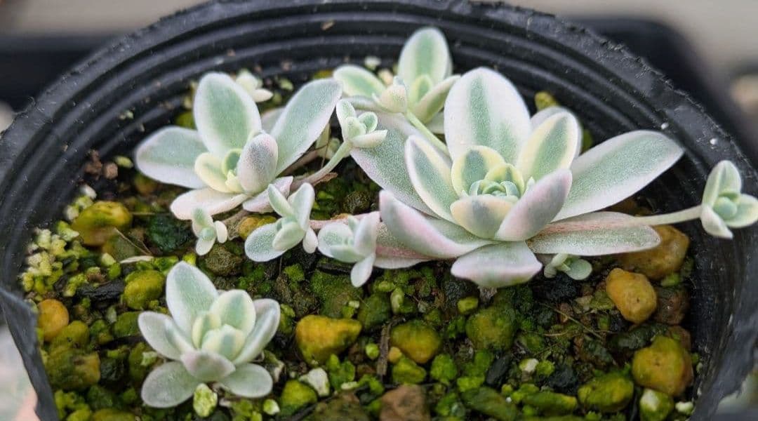 間もなく締め切り〆子持ち蓮華錦 鏡花 抜き苗 多肉植物