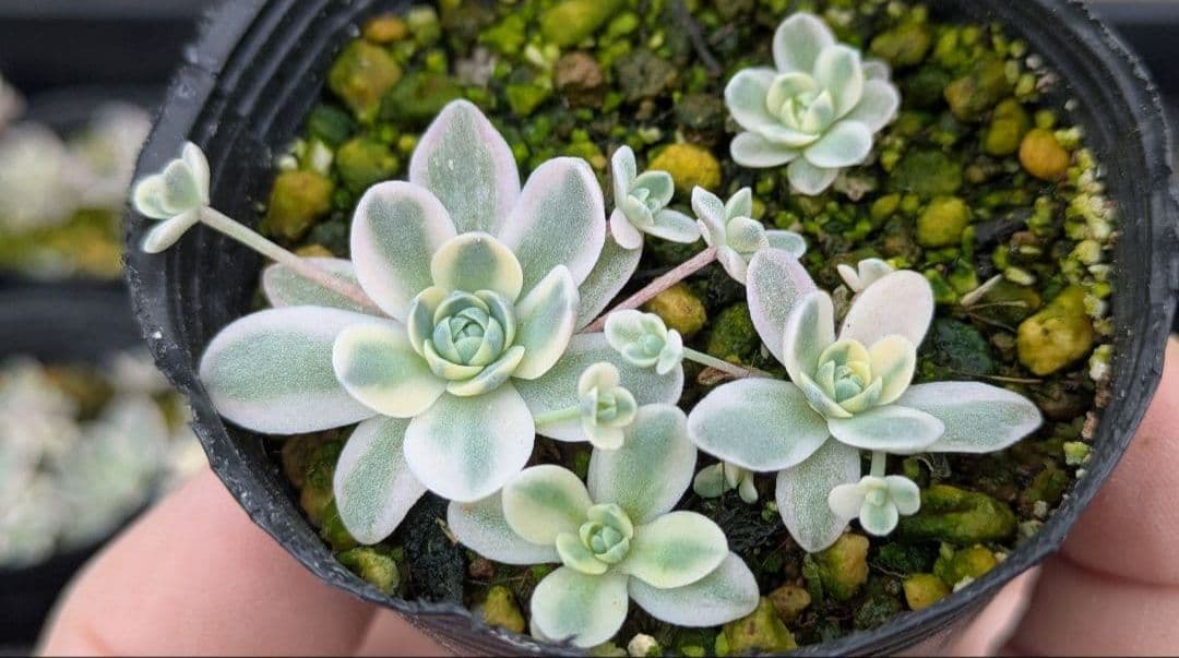 間もなく締め切り〆子持ち蓮華錦 鏡花 抜き苗 多肉植物