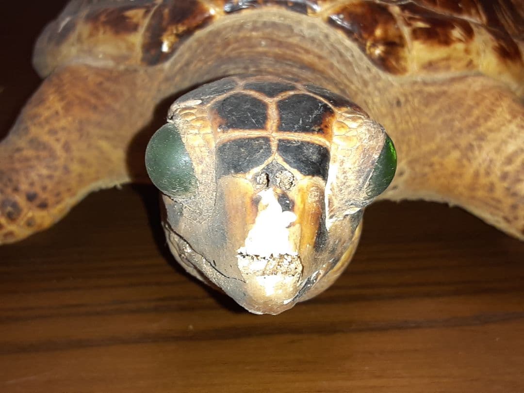 うみがめ剥製 国際希少野生動植物登録票有り - メルカリ