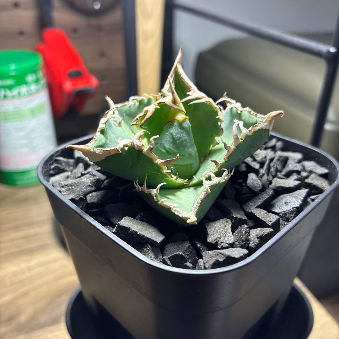 アガベ　CJ Special ホホジロタイプ　発根済①