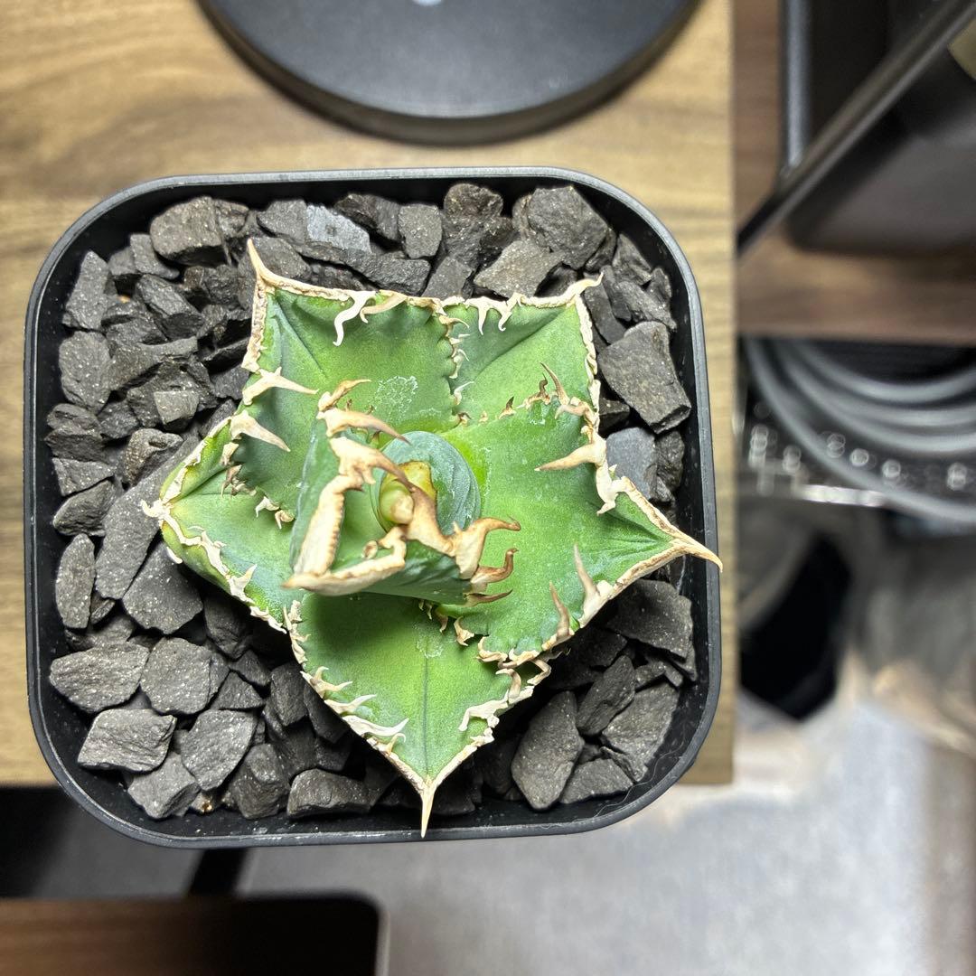 アガベ　CJ Special ホホジロタイプ　発根済①