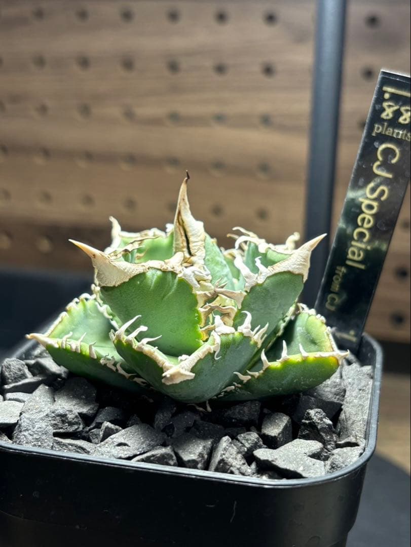 アガベ　CJ Special ホホジロタイプ　発根済①