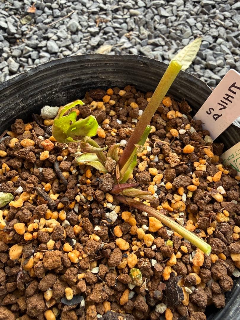 クリスマスローズ 吉田園芸ピエラセミダブル 未株分け - メルカリ