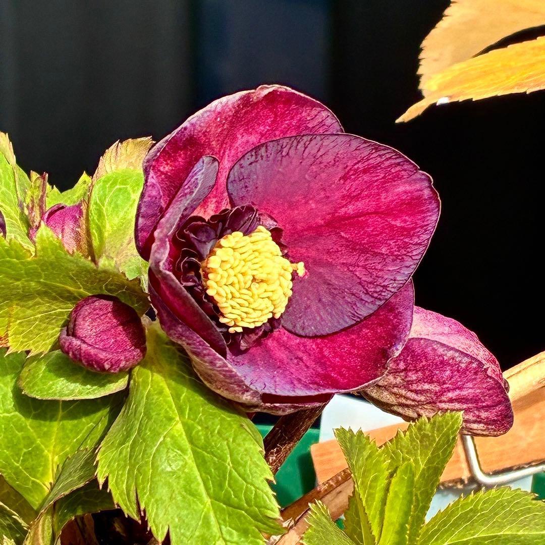 タ*ン様 3485☘️蕾花タグ付☘️極上☘️SD⭐️ダークミスティーク⭐️超小〜