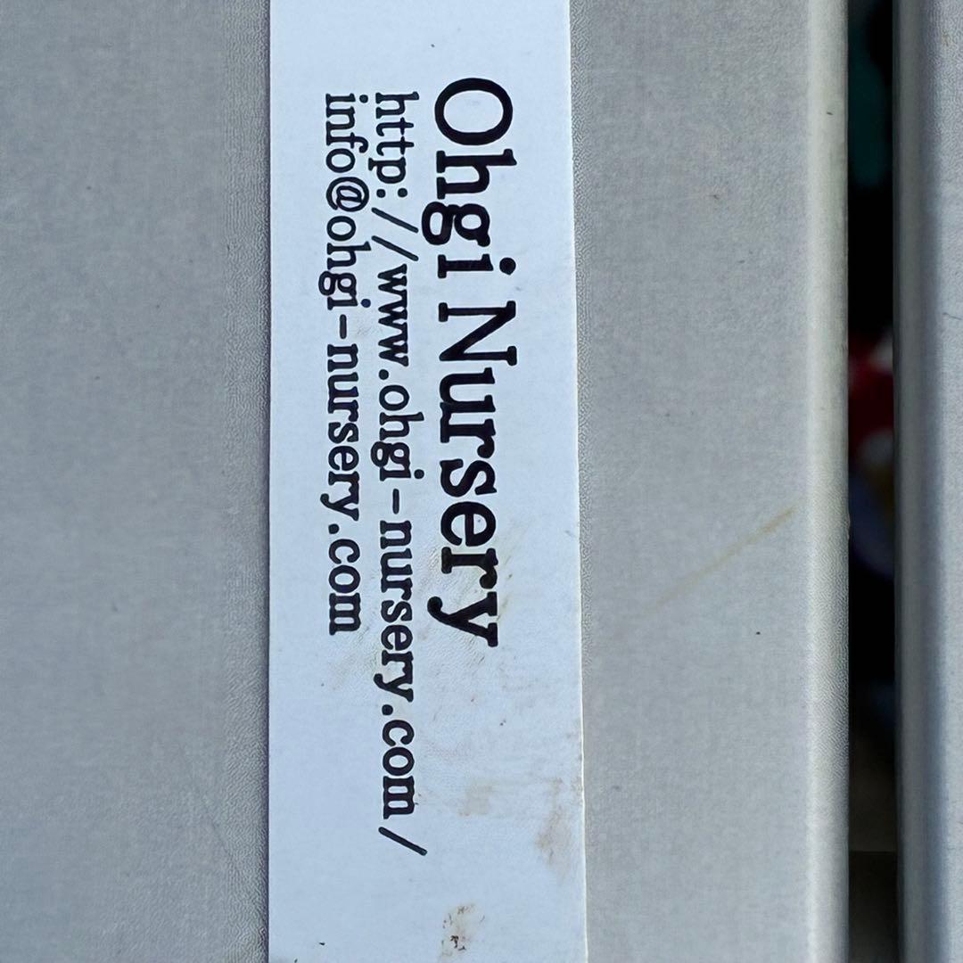 タ*ン様 3485☘️蕾花タグ付☘️極上☘️SD⭐️ダークミスティーク⭐️超小〜