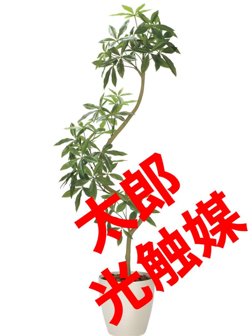 光触媒　人工観葉植物　ウォールグリーン　フェイクグリーン　ツイストパキラ2.1