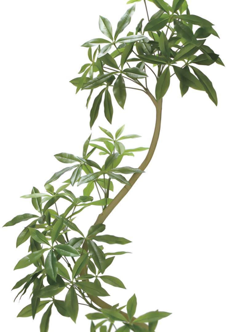 光触媒　人工観葉植物　ウォールグリーン　フェイクグリーン　ツイストパキラ2.1