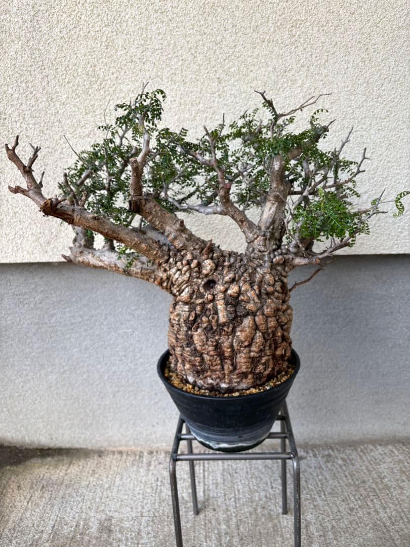 週末SALE。オペルクリカリア　パキプス【御神木】【発根済】