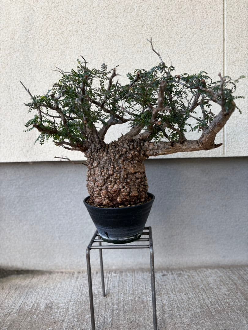 週末SALE。オペルクリカリア　パキプス【御神木】【発根済】