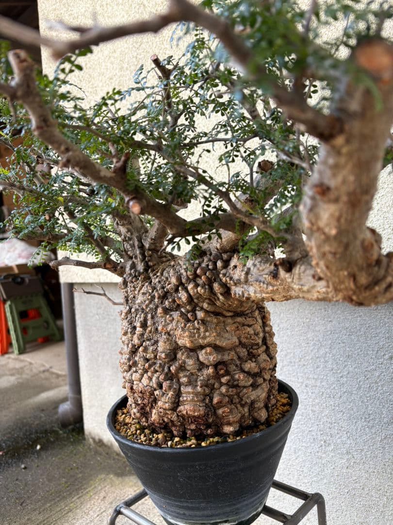 週末SALE。オペルクリカリア　パキプス【御神木】【発根済】